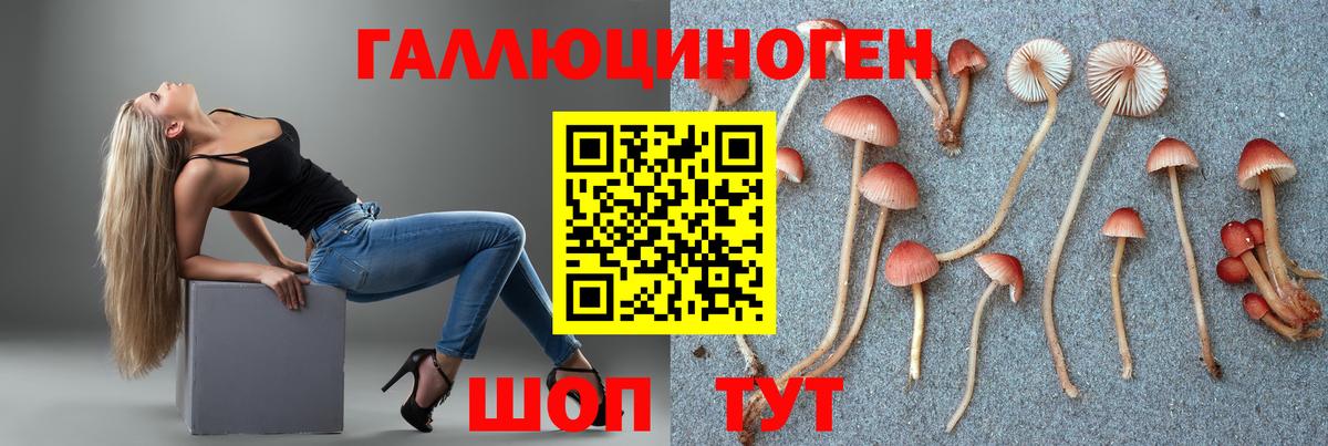 Галлюциногенные грибы Psilocybe Красноярск